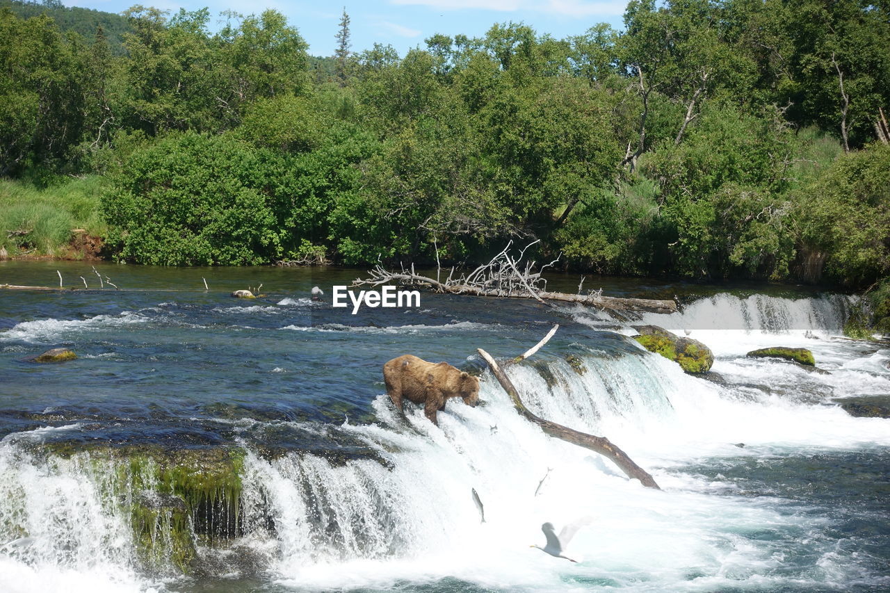 VIEW OF RIVER FLOWING THROUGH PLANTS