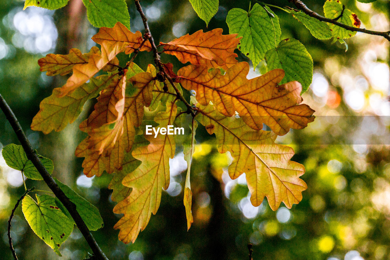 Close-up of autumnal leaves on tree