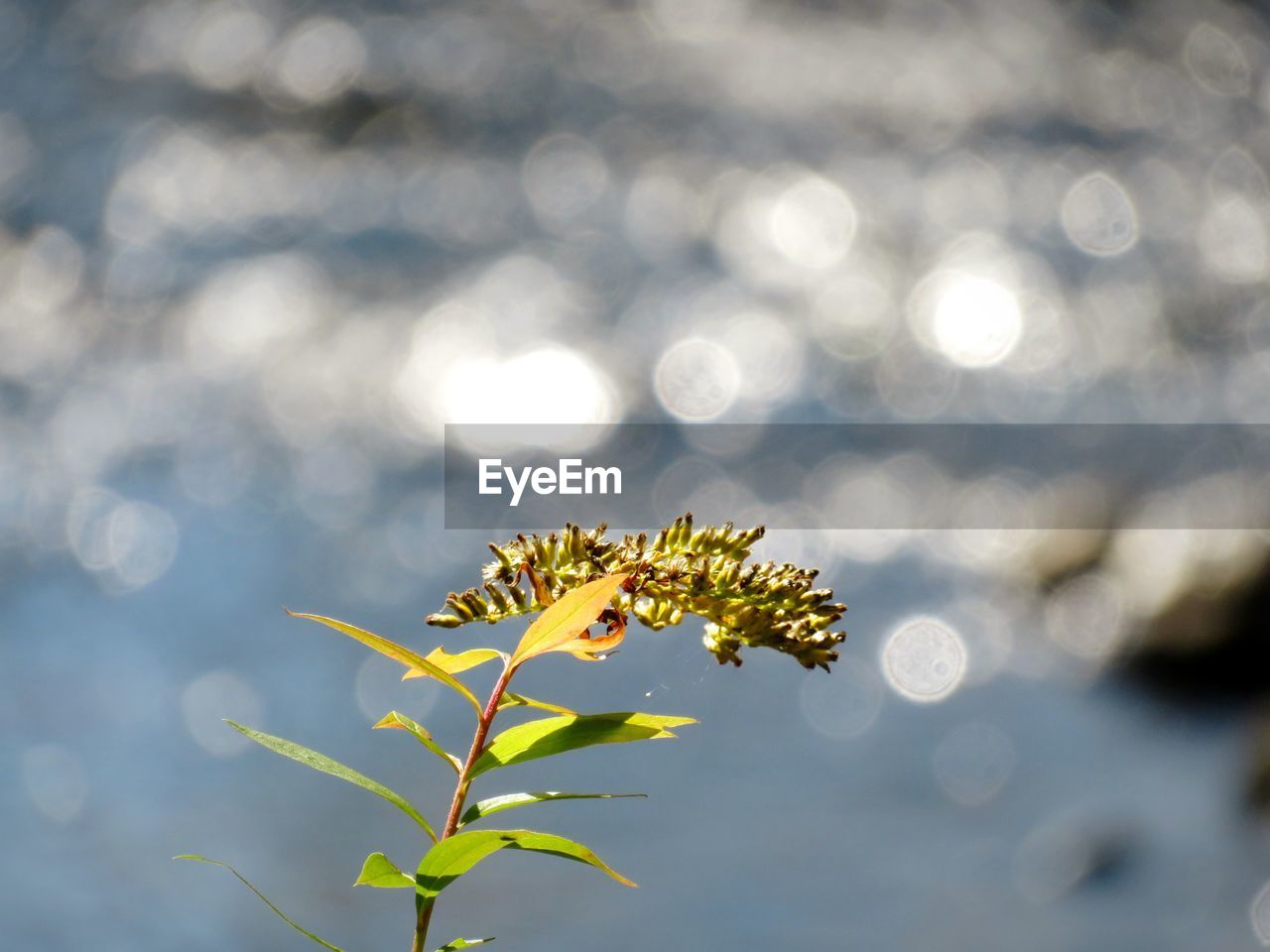 Close-up of   flower with river background 