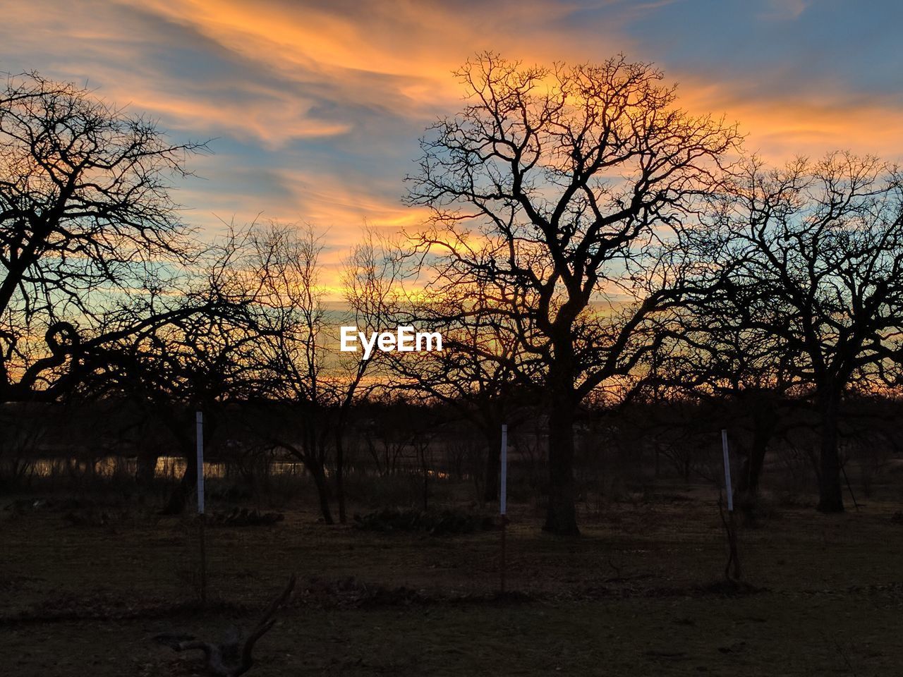 TREES AGAINST SKY