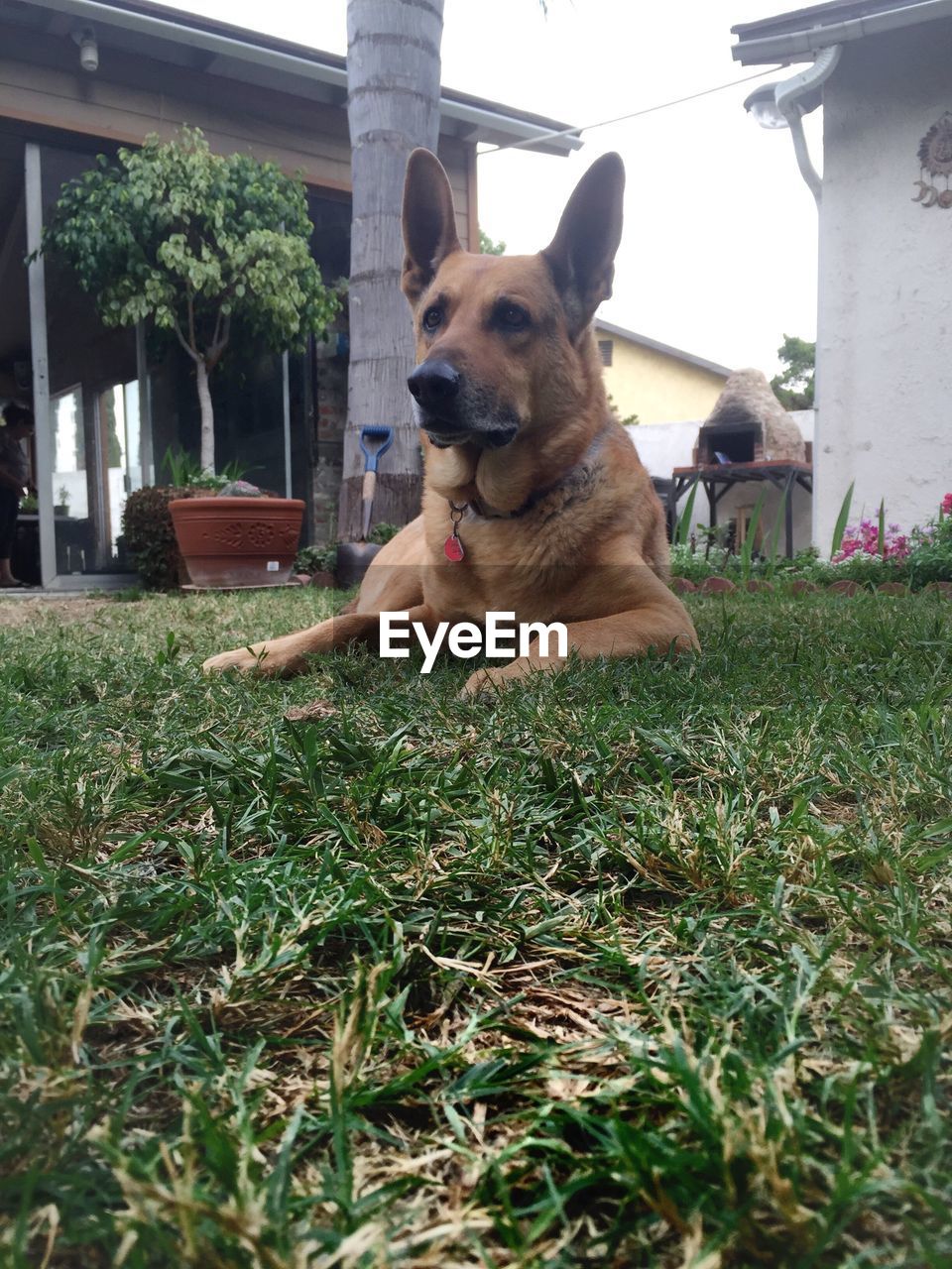 DOG STANDING IN LAWN