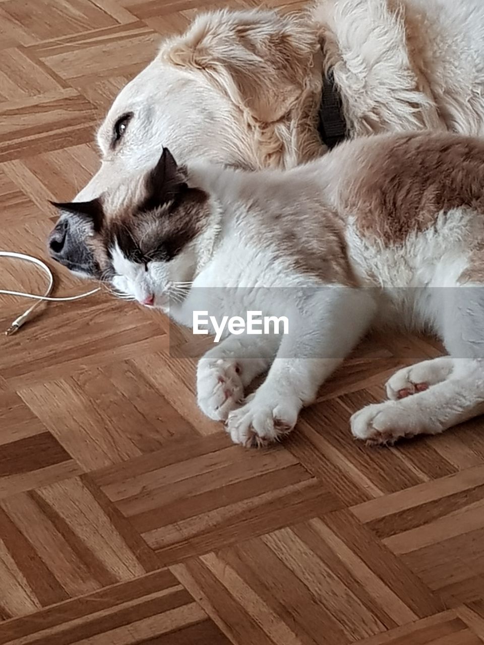 HIGH ANGLE VIEW OF A CAT LYING DOWN ON FLOOR