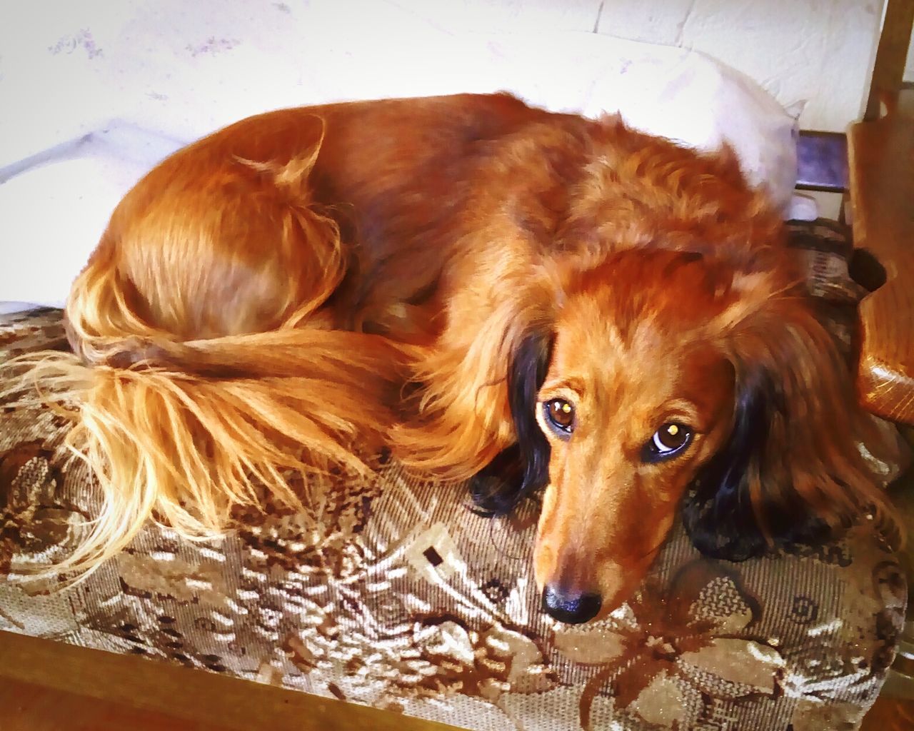 PORTRAIT OF DOG LYING IN A ANIMAL