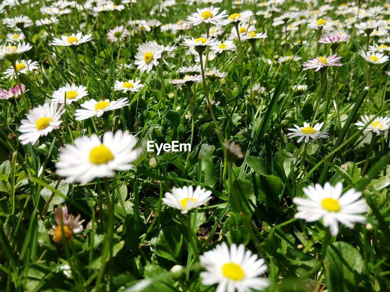 CLOSE-UP OF WHITE COSMOS FLOWERS BLOOMING IN FIELD