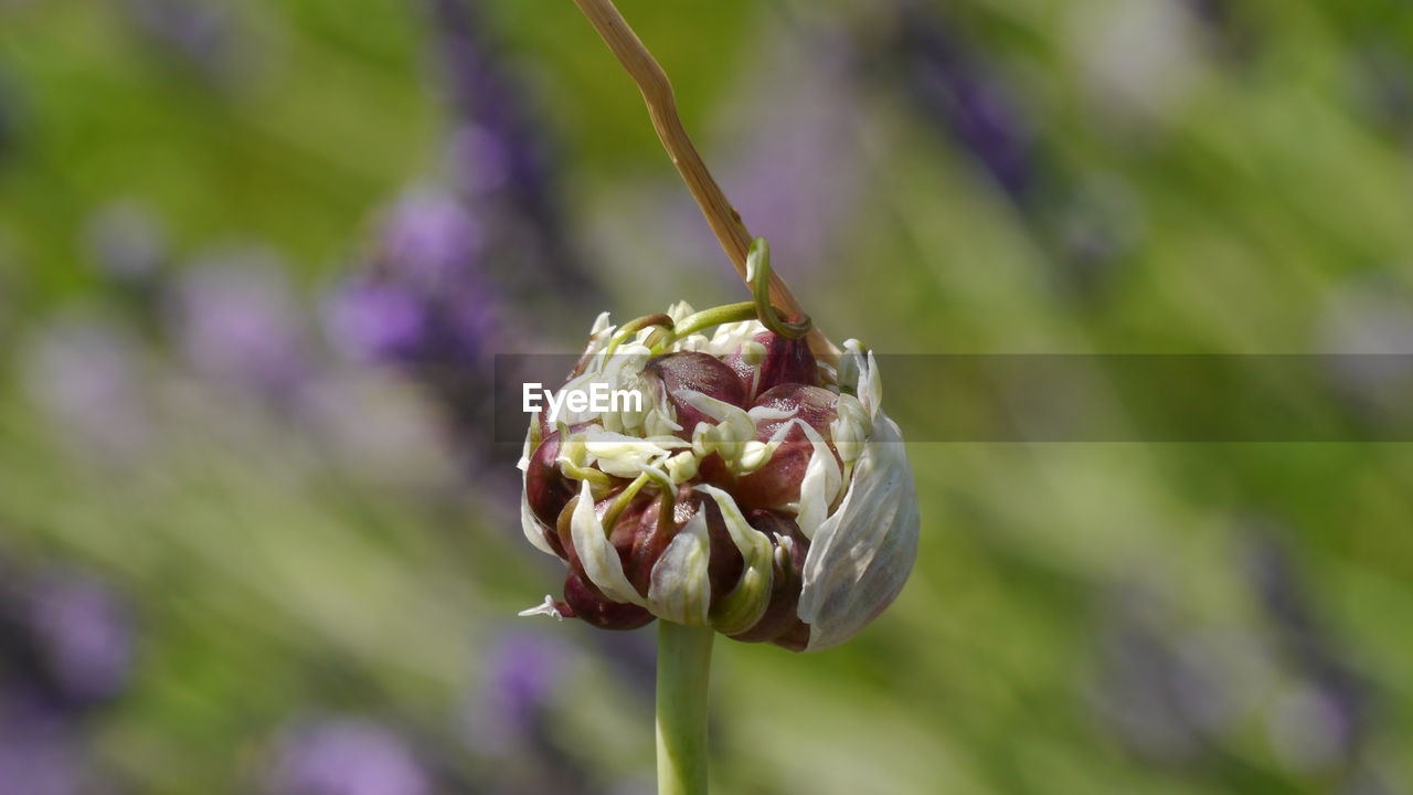 CLOSE-UP OF FLOWER PLANT