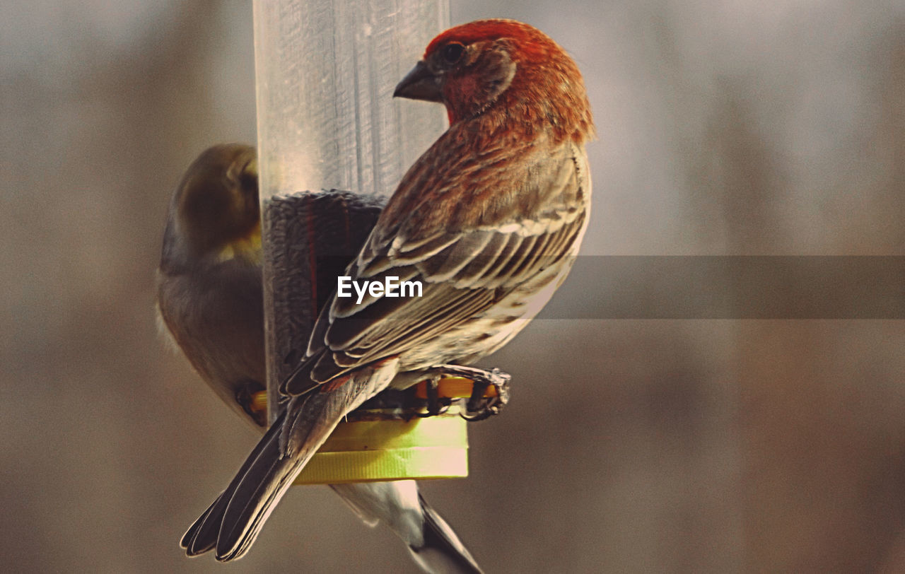 Close-up of sparrows perching on bird feeder