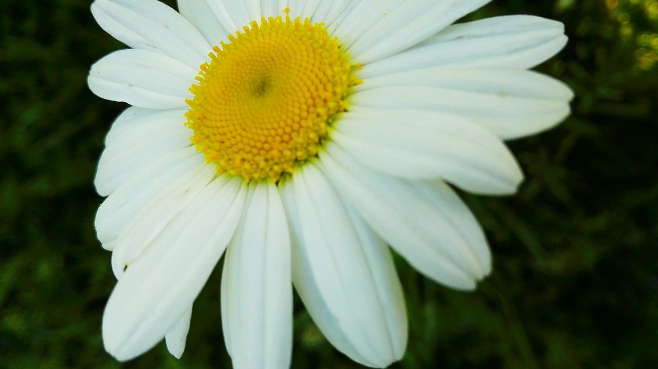 CLOSE-UP OF WHITE FLOWER