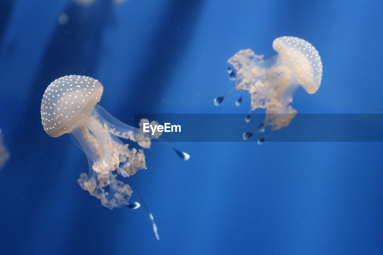 Jellyfish swimming in sea