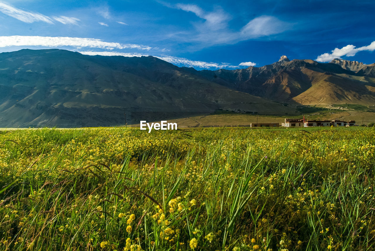 Grassy field by mountains at leh