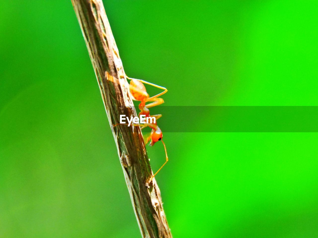 Close-up of red ant on plant