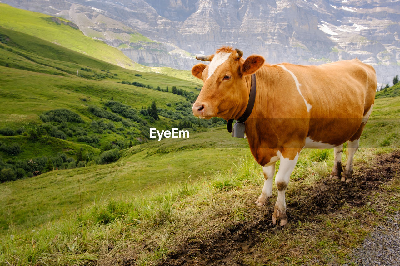 COW STANDING ON LANDSCAPE