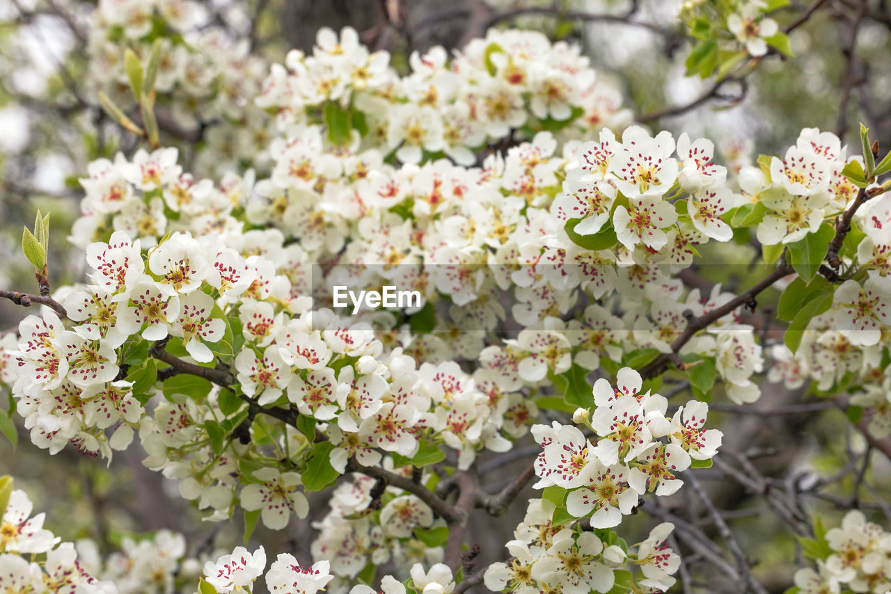 plant, flower, flowering plant, fragility, beauty in nature, freshness, blossom, growth, tree, springtime, nature, branch, white, close-up, produce, day, food, flower head, botany, no people, cherry blossom, focus on foreground, inflorescence, outdoors, petal, pink, spring, twig, shrub, fruit tree, cherry tree, selective focus, fruit