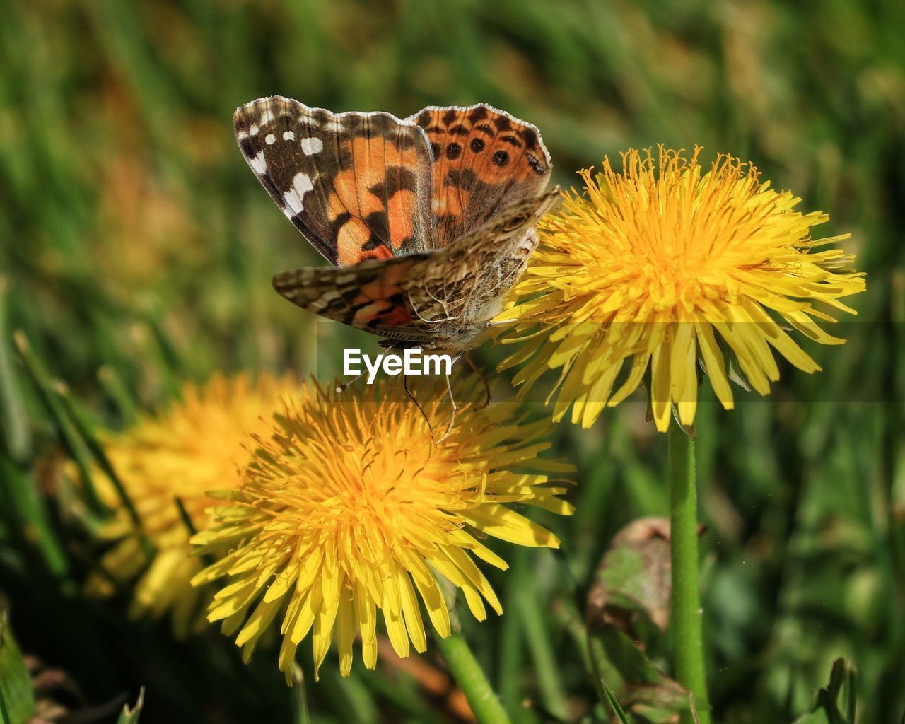 Close-up of butterfly pollinating on flower