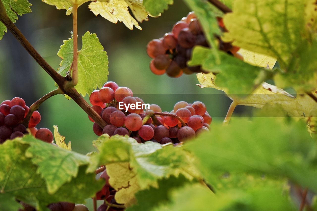 CLOSE-UP OF FRUITS GROWING ON TREE