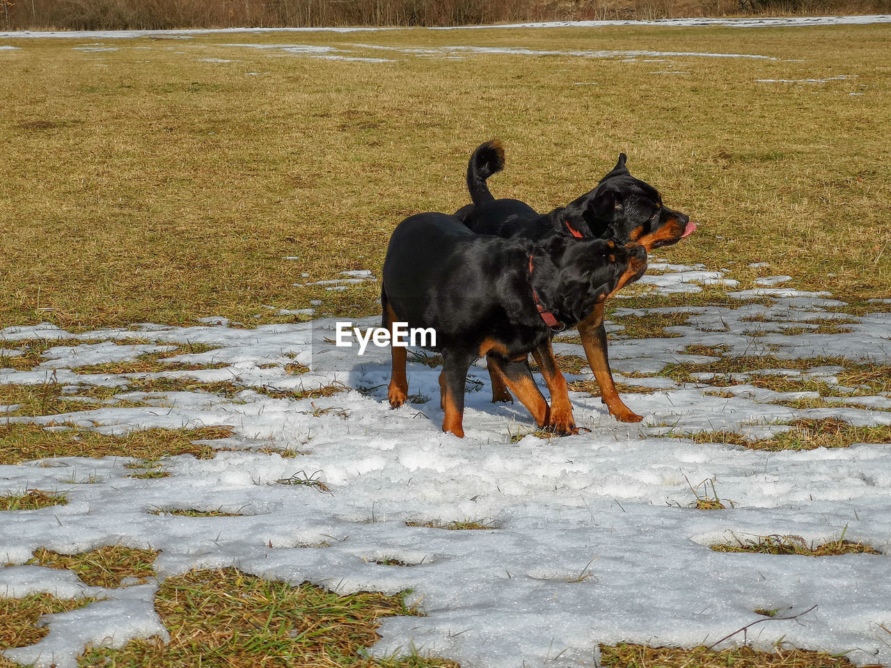 BLACK DOG RUNNING ON GROUND