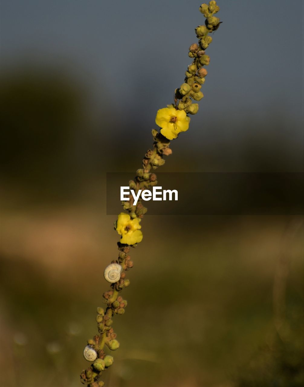 Close-up of yellow flowering plant on field