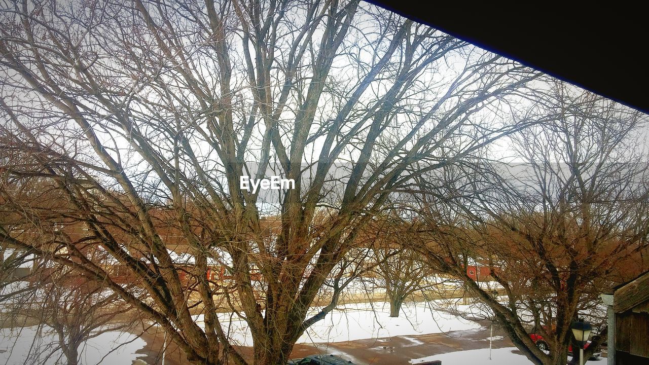 LOW ANGLE VIEW OF BARE TREES AGAINST THE SKY