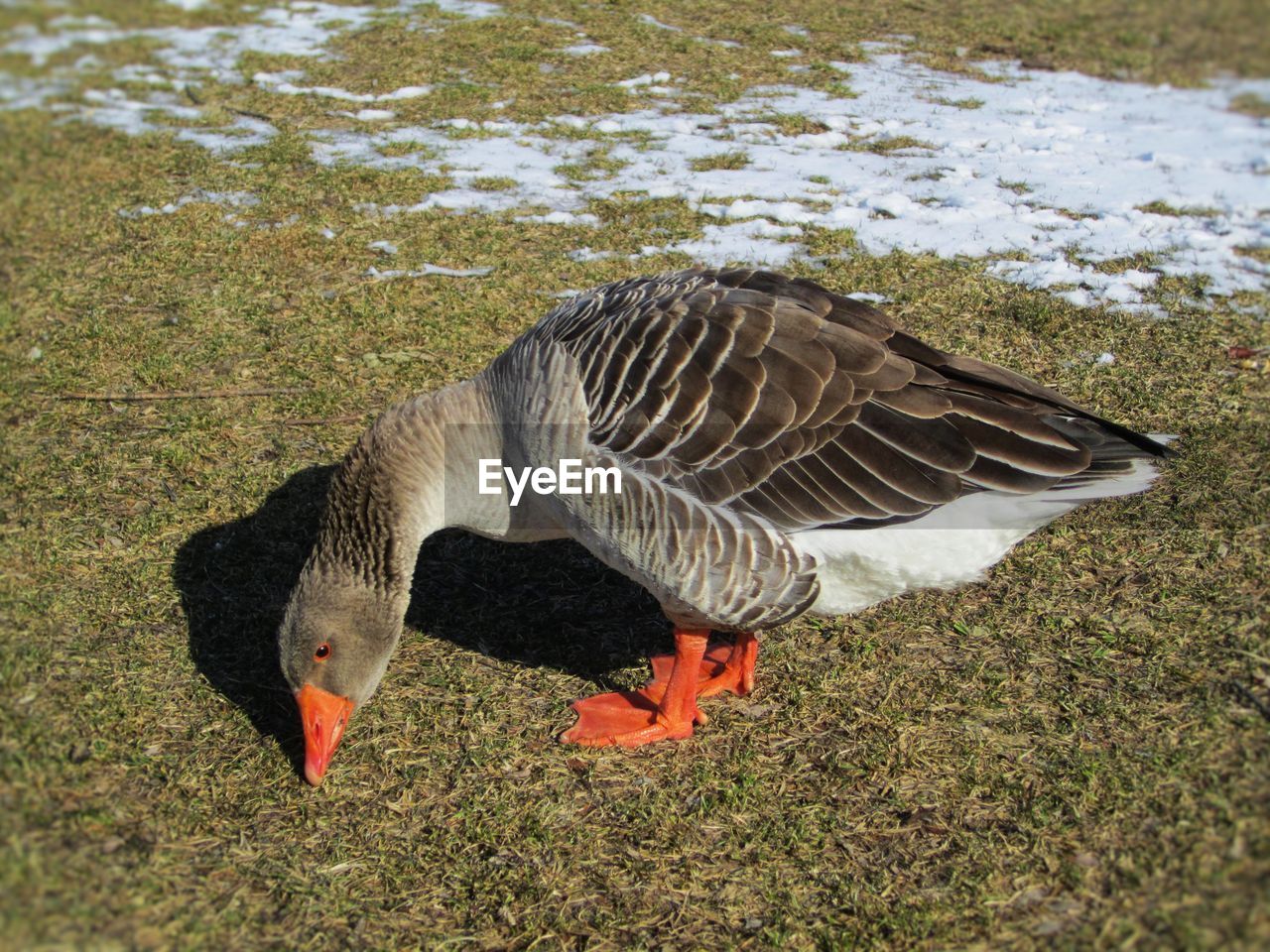 High angle view of goose on field