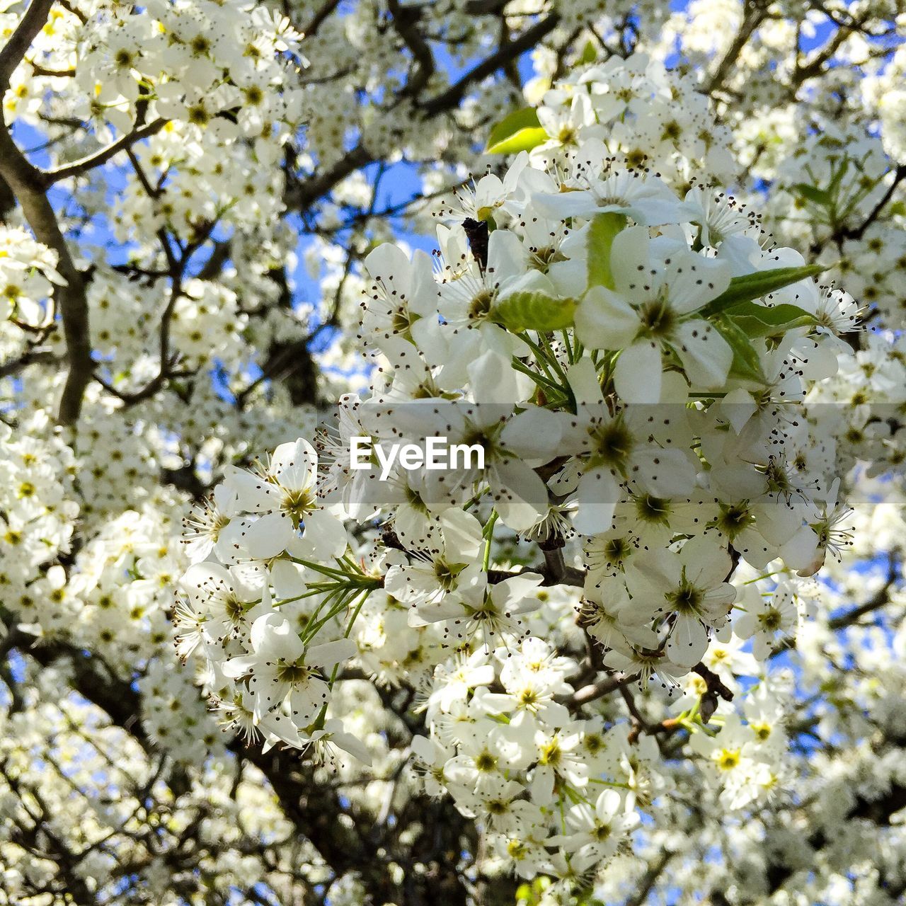 Close-up of white flowers blooming in field