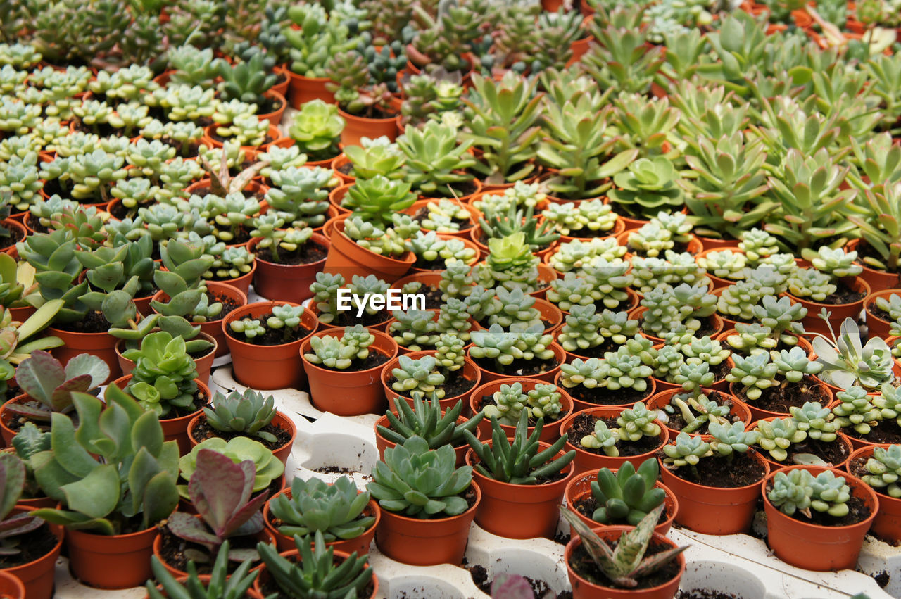 HIGH ANGLE VIEW OF POTTED PLANTS FOR SALE