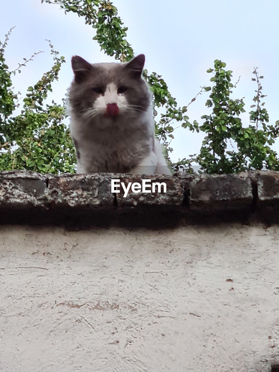 PORTRAIT OF A CAT SITTING ON THE WALL