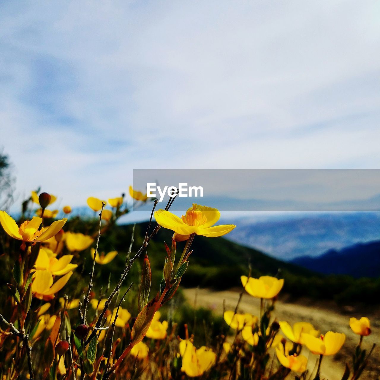 CLOSE-UP OF YELLOW FLOWERS BLOOMING IN FIELD