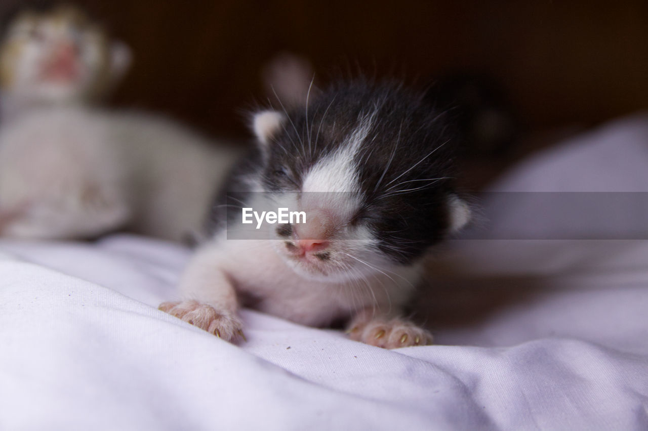 CLOSE-UP OF A CAT RESTING ON BED