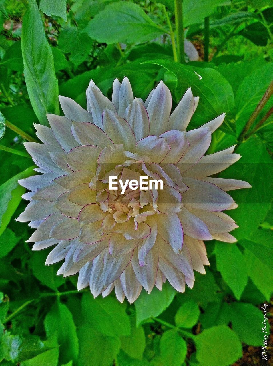 CLOSE-UP OF FLOWERS BLOOMING