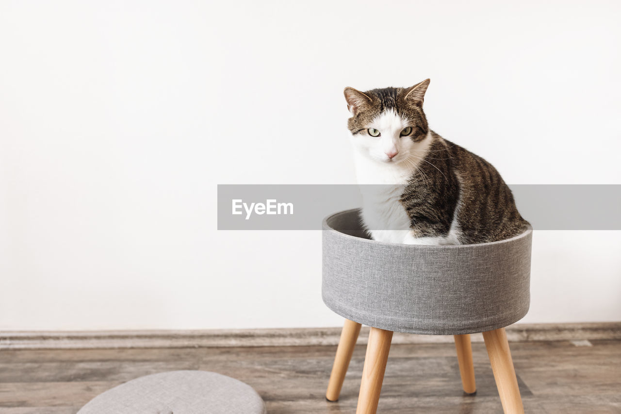 Domestic cat sits in trendy gray storage stool. white wall copy space