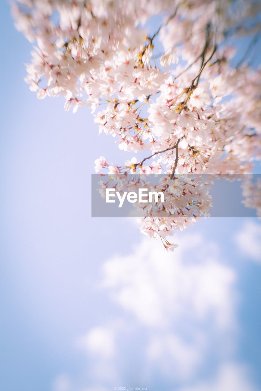 Low angle view of cherry blossom