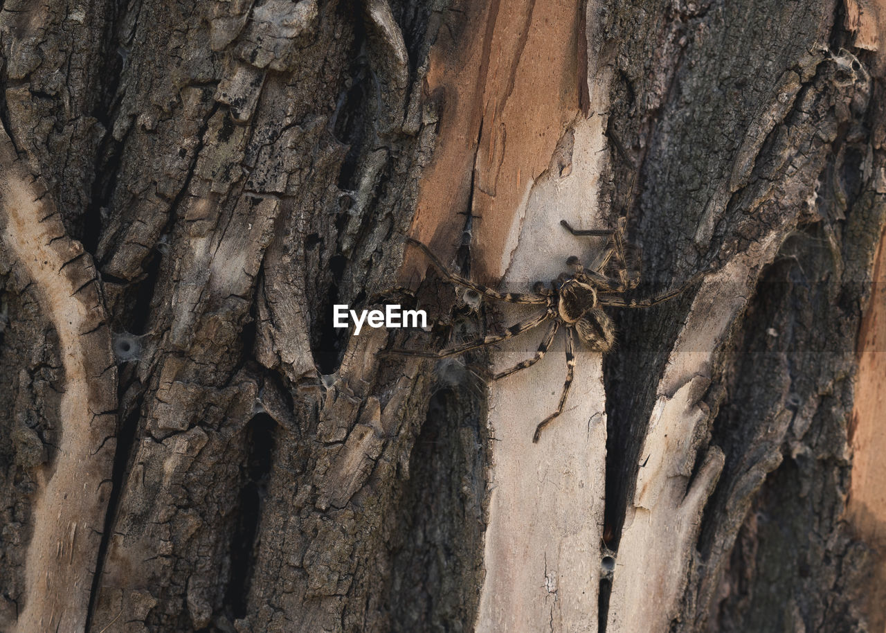 CLOSE-UP OF DEAD TREE TRUNK