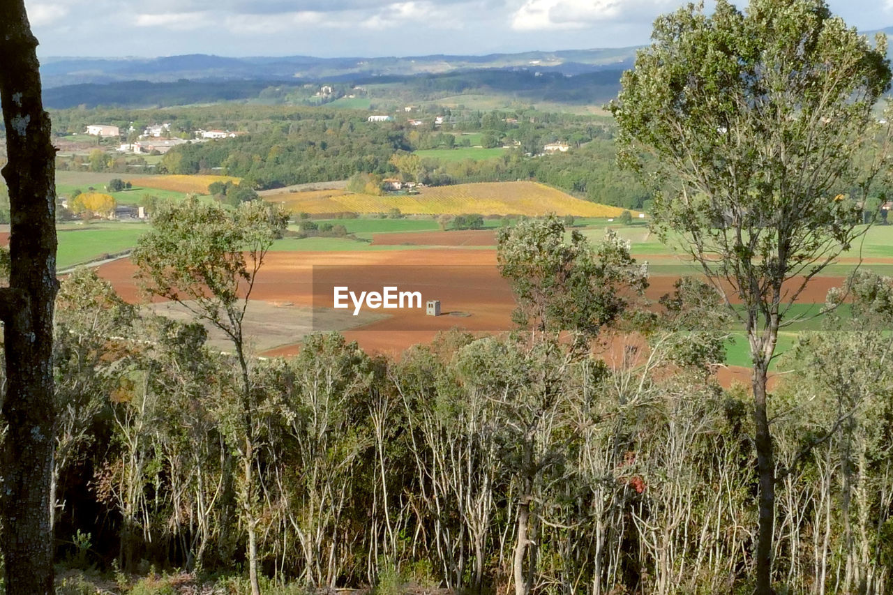 SCENIC VIEW OF TREES AGAINST SKY