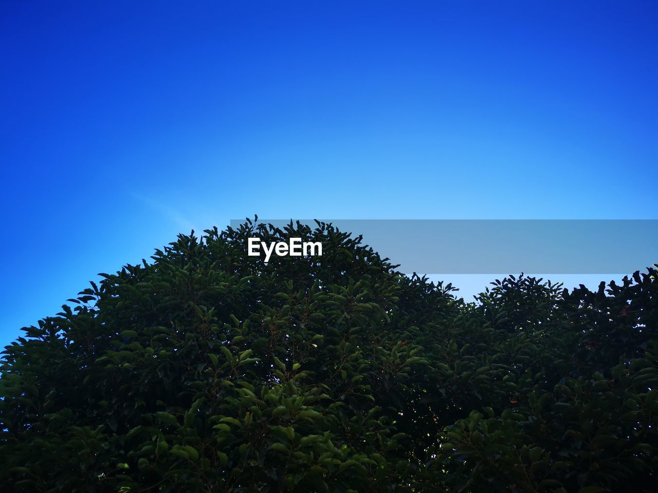 LOW ANGLE VIEW OF PLANTS AGAINST CLEAR SKY