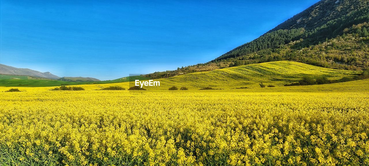 landscape, environment, land, rapeseed, vegetable, scenics - nature, beauty in nature, rural scene, field, plant, flower, agriculture, canola, food, produce, sky, mountain, nature, yellow, tranquility, tranquil scene, crop, grassland, farm, no people, blue, flowering plant, oilseed rape, idyllic, springtime, growth, mountain range, freshness, non-urban scene, meadow, prairie, travel destinations, plain, outdoors, day, rural area, green, tree, brassica rapa, clear sky, sunlight, travel, summer, vibrant color, cereal plant, sunny, cloud, grass, awe, environmental conservation