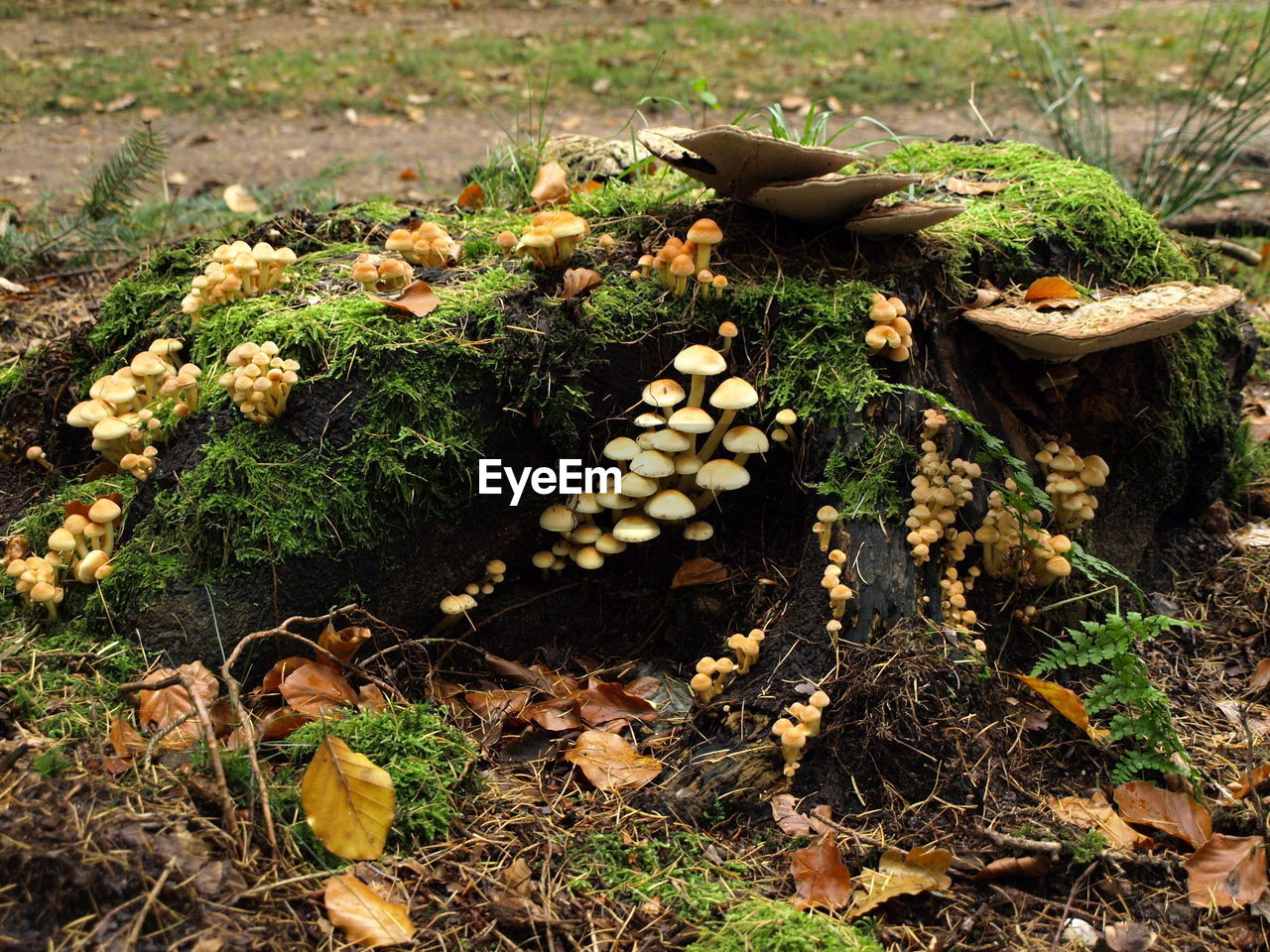 HIGH ANGLE VIEW OF MUSHROOMS GROWING IN FIELD