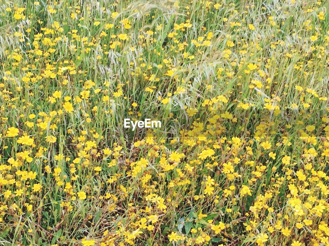 YELLOW FLOWERS GROWING ON FIELD