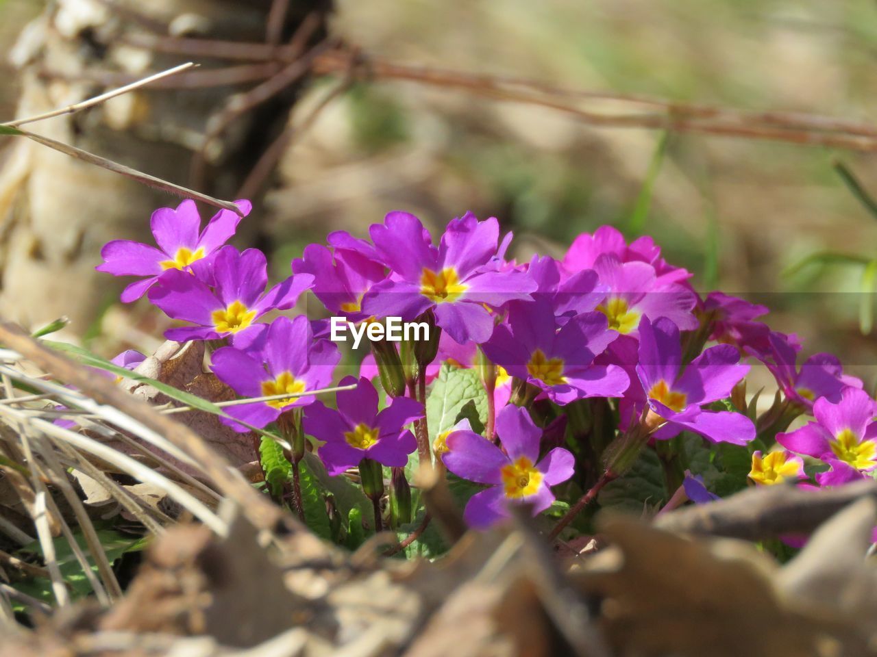 CLOSE-UP OF PURPLE FLOWERING PLANT