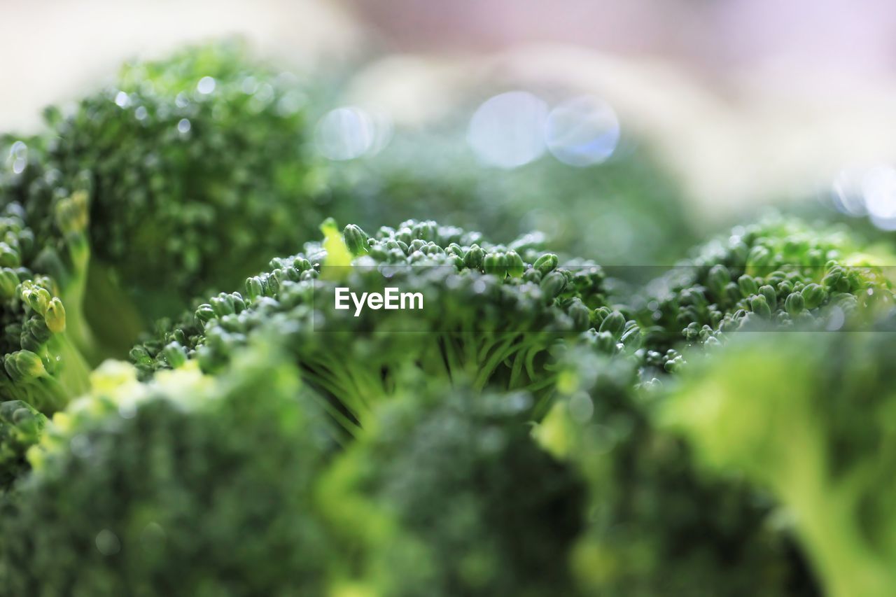 Close-up of broccoli