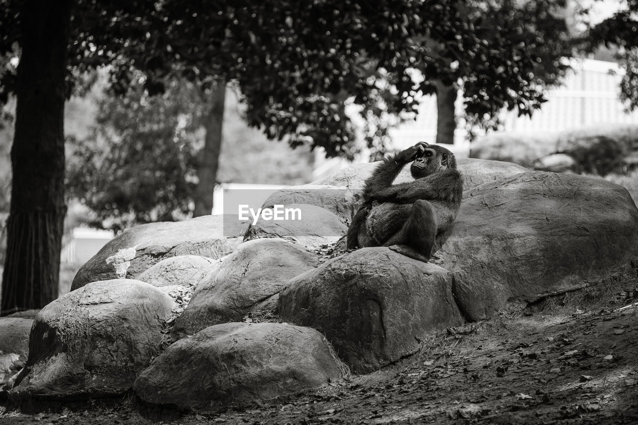 Gorilla relaxing on rock at forest