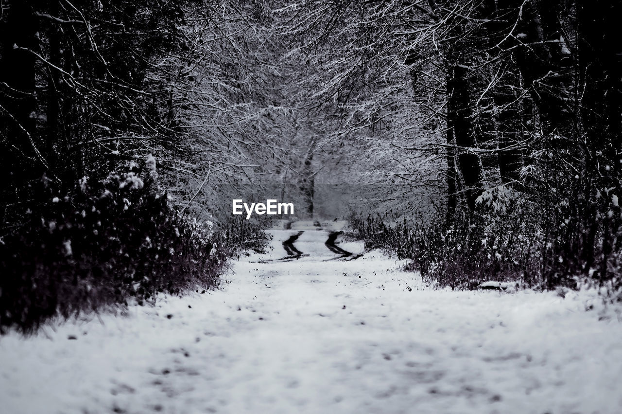 TREES ON SNOW COVERED ROAD DURING WINTER