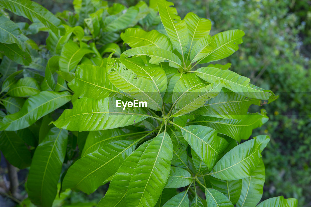 CLOSE-UP OF GREEN LEAVES