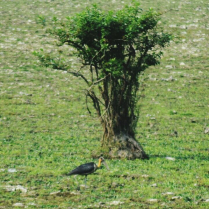 CLOSE-UP OF BIRD ON FIELD AGAINST TREES