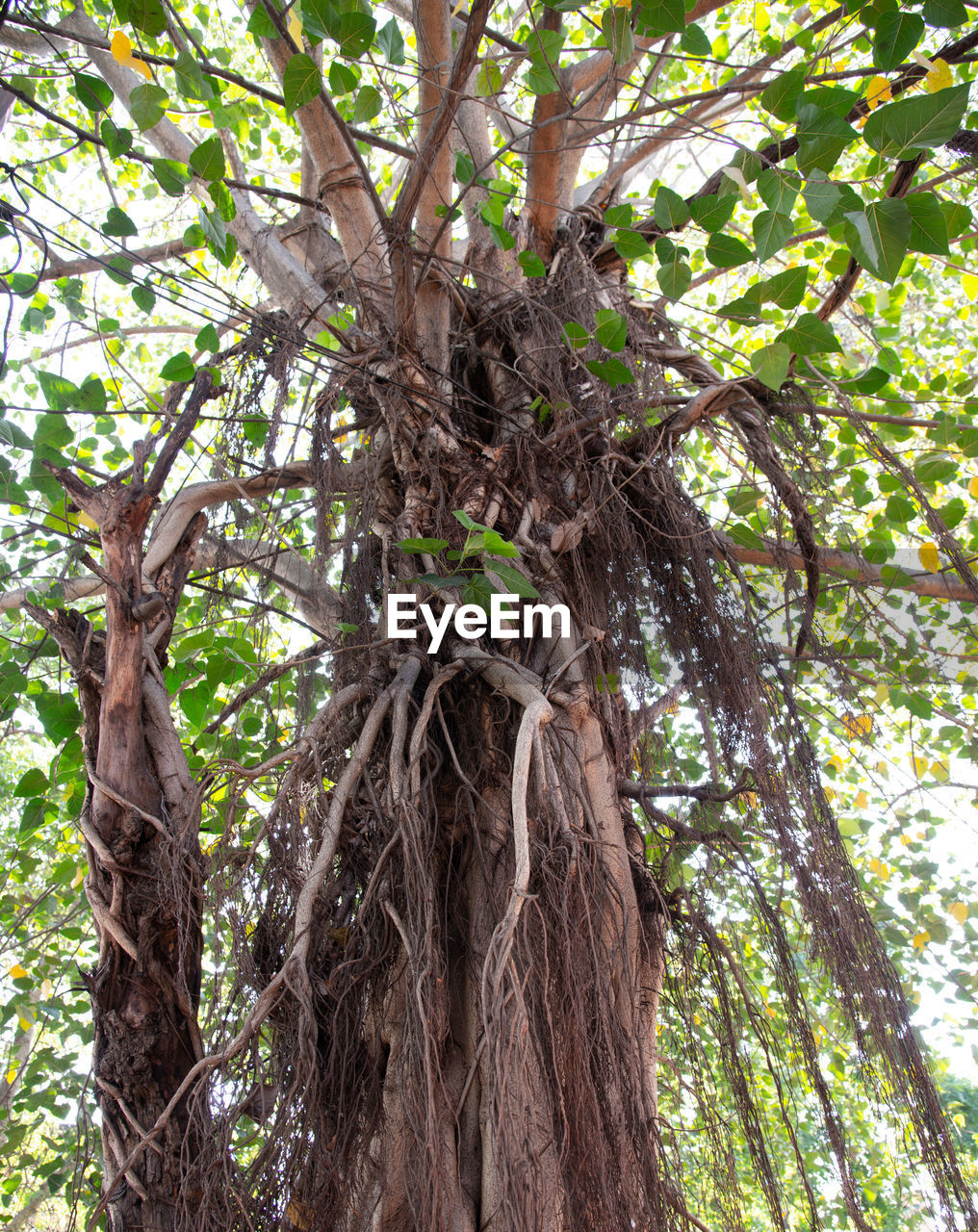 LOW ANGLE VIEW OF TREE ROOTS