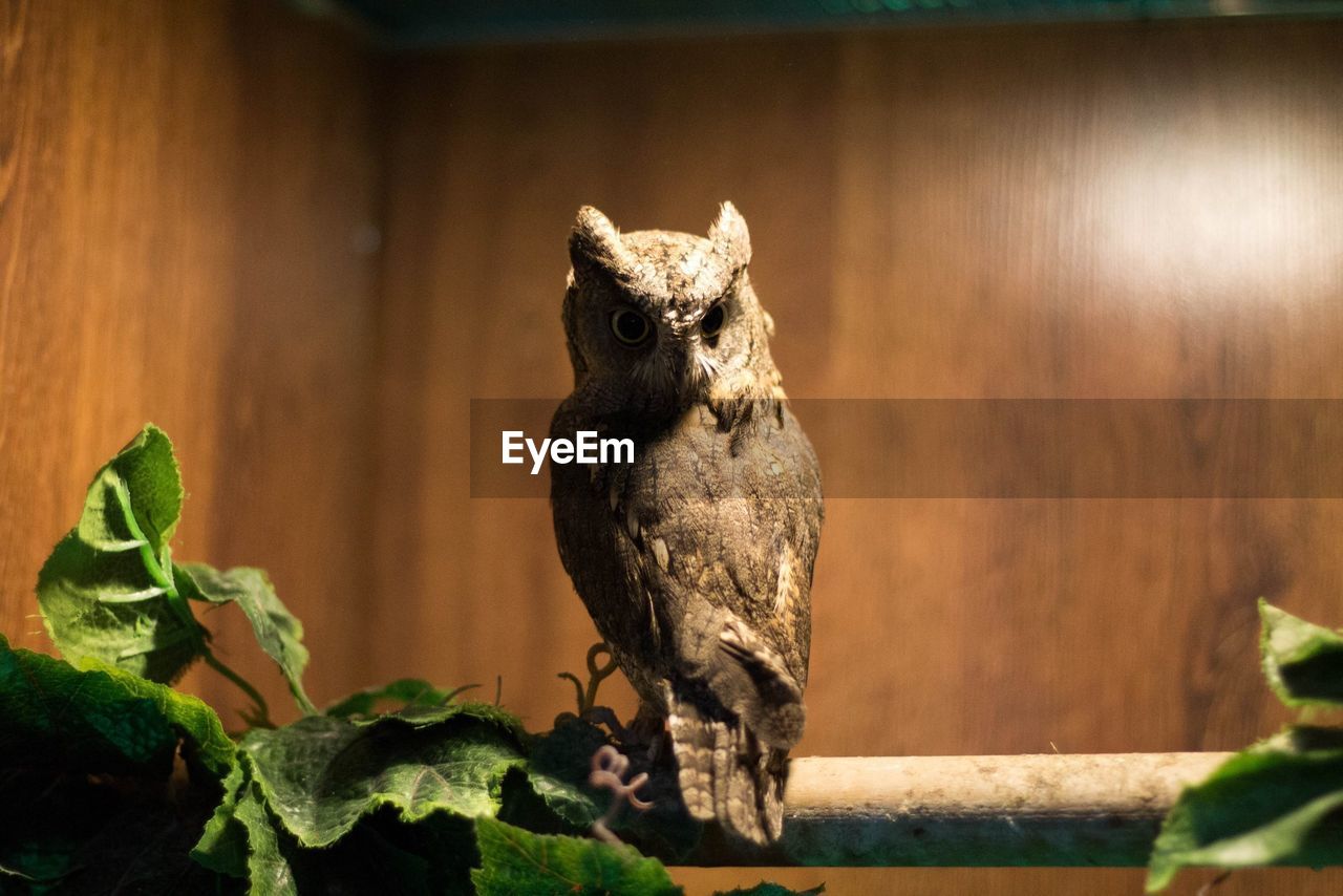 Owl in captivity