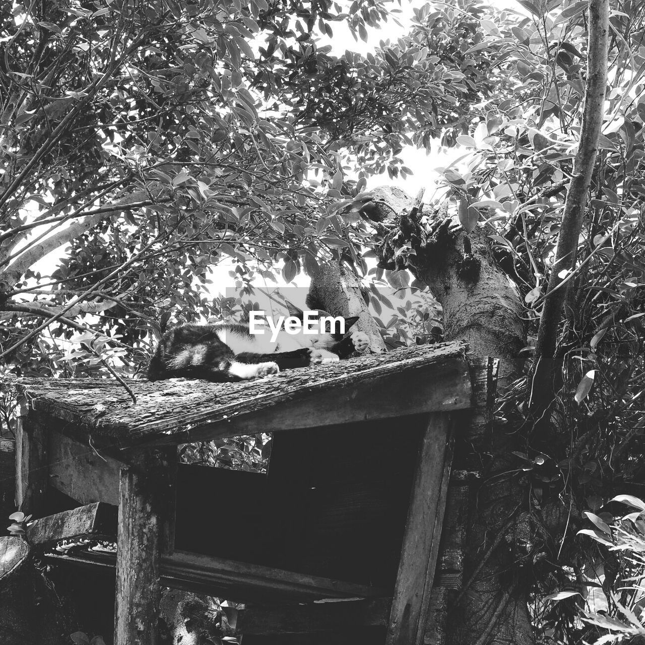 Cat sleeping on wooden structure on tree