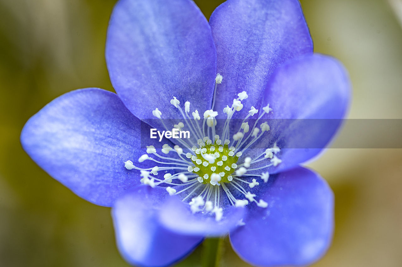 CLOSE-UP OF PURPLE FLOWER