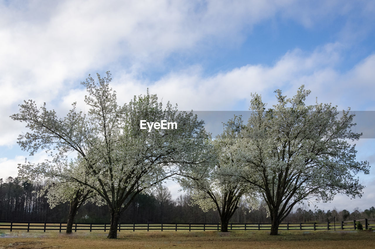 VIEW OF TREES ON LANDSCAPE AGAINST SKY