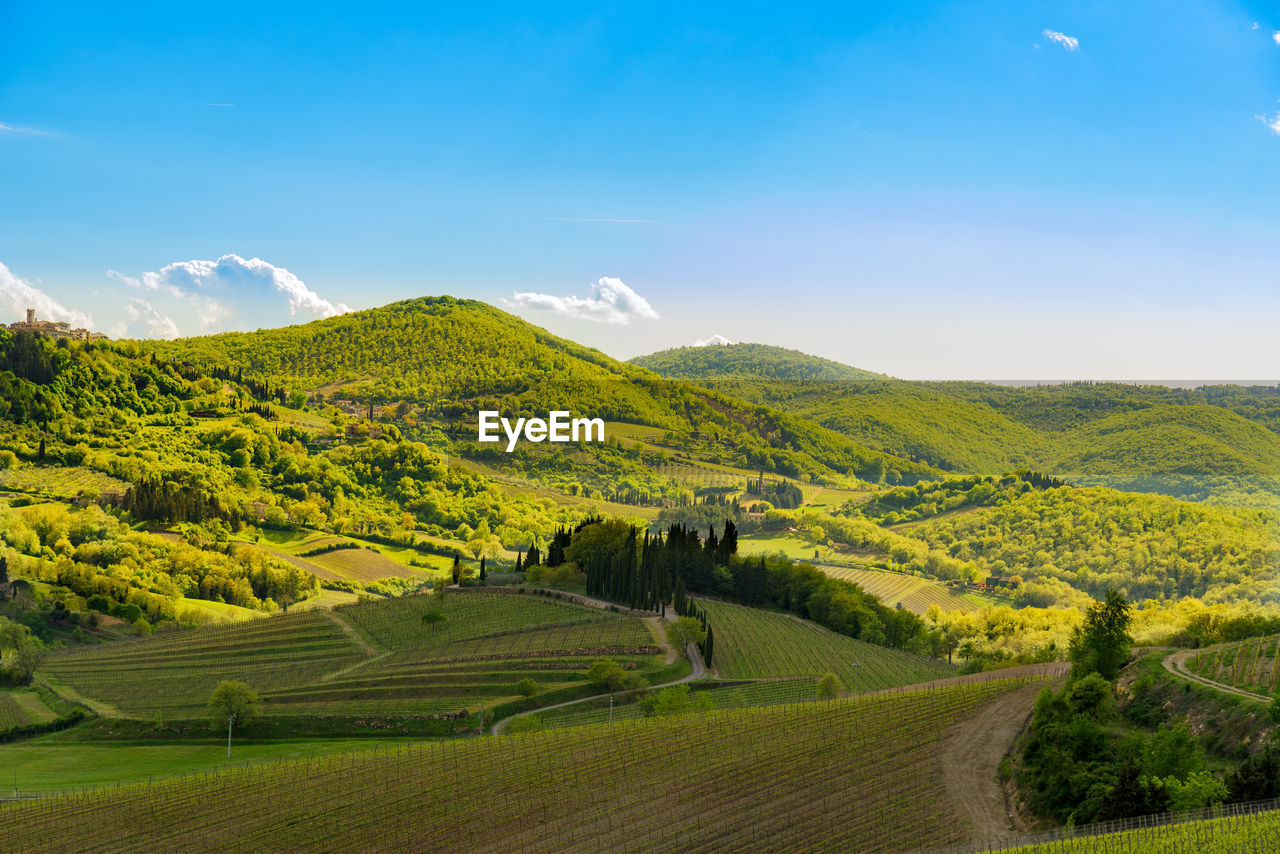 Scenic view of agricultural field against sky