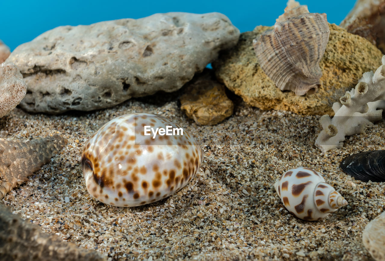 animal wildlife, sea, shell, animal, nature, land, animal themes, beach, wildlife, sea life, water, sand, no people, marine, underwater, marine biology, beauty in nature, close-up, seashell, reef, undersea, outdoors, rock, animal shell, day, cockle, group of animals