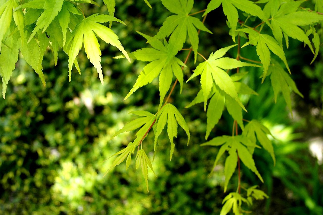 Close-up of leaves